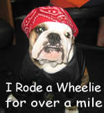 bull dog rides wheelies